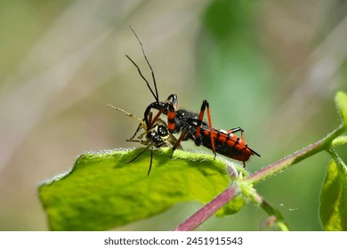 Assassin bug  (thread-legged bug) scientific name rhynochoris iracundus, taken in Geneva, CH.