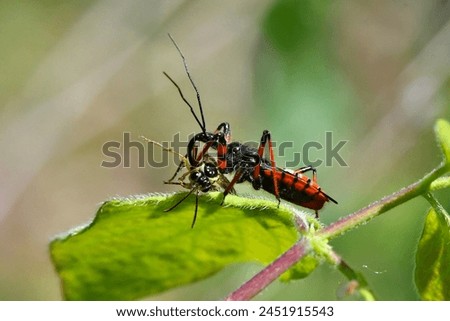Assassin bug  (thread-legged bug) scientific name rhynochoris iracundus, taken in Geneva, CH.