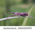 Assassin bugs (family Reduviidae) are predatory insects that are of great benefit to gardeners.