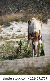 Assateague Horses On Assateague Island National Seashore On The Delmarva Peninsula In Early Fall