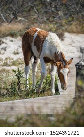 Assateague Horses On Assateague Island National Seashore On The Delmarva Peninsula In Early Fall