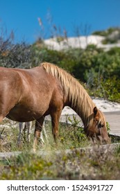 Assateague Horses On Assateague Island National Seashore On The Delmarva Peninsula In Early Fall