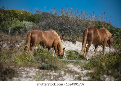 Assateague Horses On Assateague Island National Seashore On The Delmarva Peninsula In Early Fall