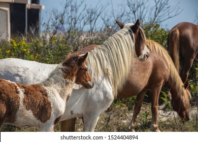 Assateague Horses On Assateague Island National Seashore On The Delmarva Peninsula In Early Fall