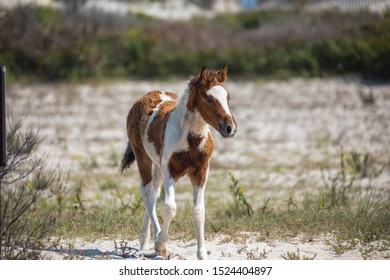 Assateague Horses On Assateague Island National Seashore On The Delmarva Peninsula In Early Fall