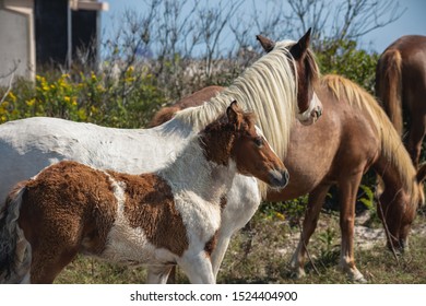 Assateague Horses On Assateague Island National Seashore On The Delmarva Peninsula In Early Fall