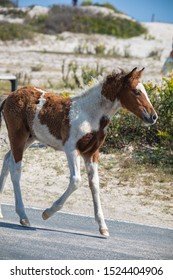 Assateague Horses On Assateague Island National Seashore On The Delmarva Peninsula In Early Fall