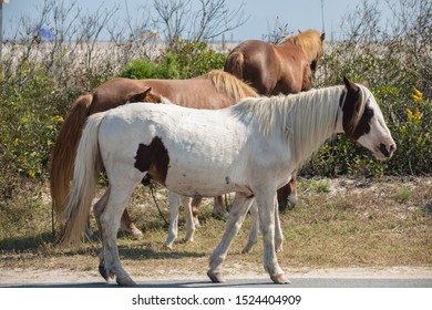 Assateague Horses On Assateague Island National Seashore On The Delmarva Peninsula In Early Fall