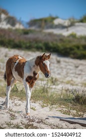 Assateague Horses On Assateague Island National Seashore On The Delmarva Peninsula In Early Fall