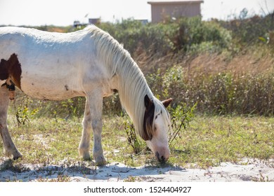 Assateague Horses On Assateague Island National Seashore On The Delmarva Peninsula In Early Fall