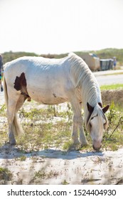 Assateague Horses On Assateague Island National Seashore On The Delmarva Peninsula In Early Fall