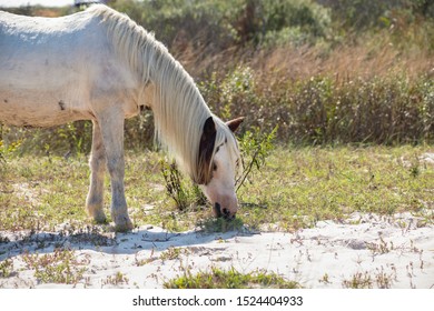 Assateague Horses On Assateague Island National Seashore On The Delmarva Peninsula In Early Fall