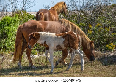 Assateague Horses On Assateague Island National Seashore On The Delmarva Peninsula In Early Fall