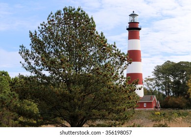 Assateague Island Lighthouse in the fall.