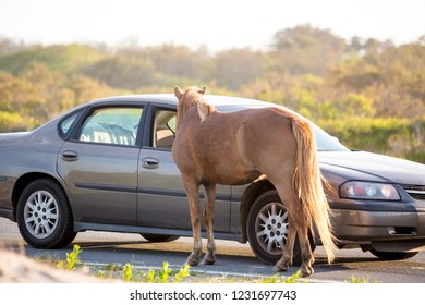 Assateague Island, Maryland/USA - May 18, 2017:  A wild pony begs for food from a tourist's car at Assateague Island National Seashore, Maryland. Feeding or touching the ponies is strictly forbidden.