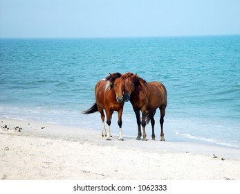 Assateague Island ponies walking along ocean shoreline