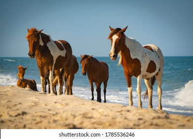 Assateague Island Wild Horses on Beach