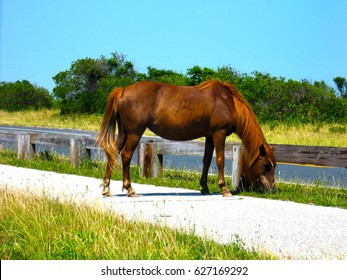 An Assateague wild horse in Maryland.