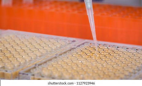 Assay Tray Loading Sample With A Pipette Tip On An Orange Back Drop.