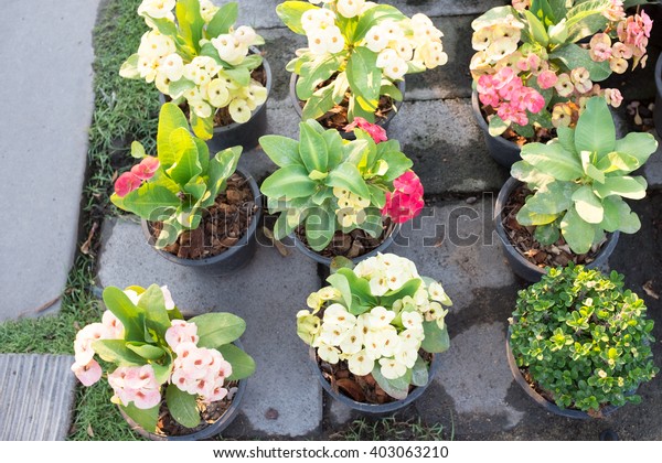 Assemblage Sprout Seedling Plant Decoration Garden Stock Photo