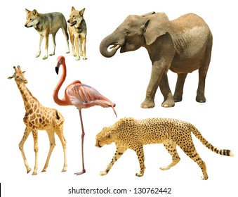 Assembling of wild animals isolated on white background