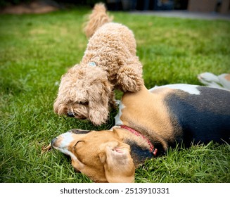 Assertive Cavoodle dog standing up castigating a beagle that is lying down. 