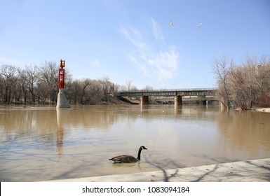 Assiniboine River During A Floodway - Winnipeg