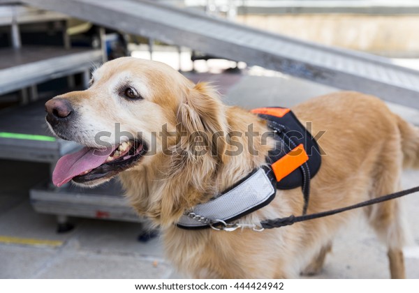 An assistance dog is trained to aid or assist an\
individual with a disability. Many are trained by an assistance dog\
organization, or by their handler, often with the help of a\
professional trainer.