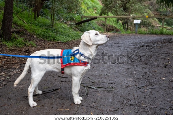 Assistance dog in training - young white labrador\
retriever on a leash