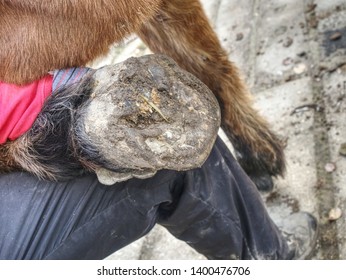 Assistant of Blacksmith  hold hoof on hind leg of horse.  Cleaning hoofs without horseshoes. - Powered by Shutterstock