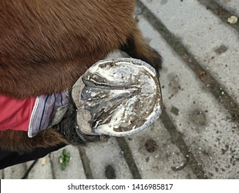 Assistant of Blacksmith  hold hoof on hind leg of horse.  Cleaning hoofs without horseshoes. - Powered by Shutterstock