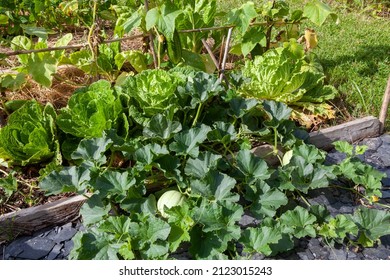 Associated vegetable crops: Chinese cabbage, melons, cucumbers, in a family vegetable garden 