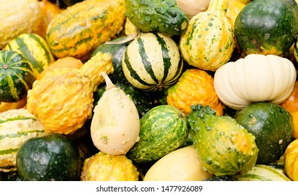 Assorted Colorful Collection Of Winter Squash Or Pumpkins