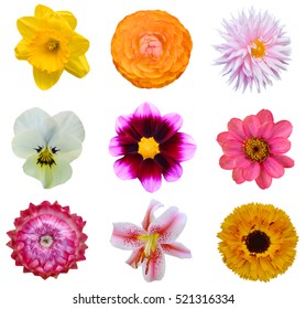 Assorted colorful flowers head isolated