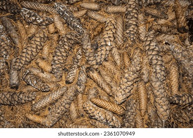 Assorted dead tree pine cones on the ground.