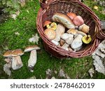 Assorted edible mushrooms freshly foraged and placed in traditional wicker basket set on natural mossy forest floor - Czech Republic, Europe