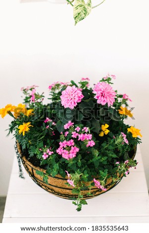Similar – Image, Stock Photo Flowers in carton Style
