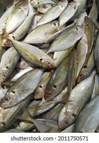 Assorted Fresh Fish Wet  Market