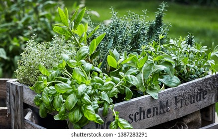 Assorted fresh herbs growing in pots arranged in an old vintage wooden wine crate outdoors in the garden in a close up view on leafy green basil - Powered by Shutterstock