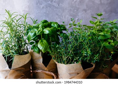 Assorted fresh herbs growing in pots, outdoors in the garden in a close up view on leafy green basil and rosemary. Mixed fresh aromatic herbs in a cardboard bag.