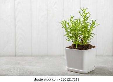 Assorted fresh herbs growing in pots against a white wall.Close-up.Green basil, mint. oregano, thyme and rosemary. Mixed fresh aromatic herbs in pots.Set of culinary herbs.Copy space.Gardening concept - Shutterstock ID 2301217213