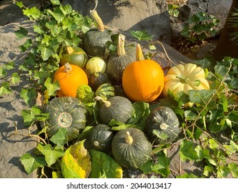 Assorted Gourds, Zucchini, Pumpkin And Winter Squash