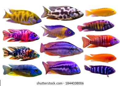 Assorted of Lake Malawi and Victoria cichlid such as peacock, compressicep, livingstoni, mbuna and nyererei on white isolated background