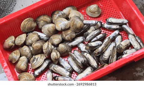 Assorted live shellfish displayed in a red perforated basket, representing freshness, simplicity, and the authentic feel of Korean coastal seafood markets.
