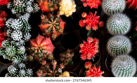 Assorted Mini Cacti and Succulents Including Colorful Moon Cactus (Gymnocalycium mihanovichii)