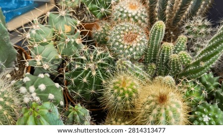 Assorted mini cacti and succulents mix in pots forming a natural texture background