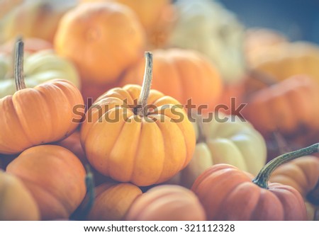 Assorted mini-pumpkins. A matte filter has been added 