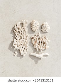 Assorted natural Seashells and corals at sunlight, summer nature still life of shell, coral pieces on grey beige background, minimal style square pattern, neutral color, top view, flat lay, vertical