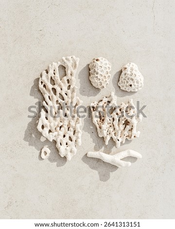 Assorted natural Seashells and corals at sunlight, summer nature still life of shell, coral pieces on grey beige background, minimal style square pattern, neutral color, top view, flat lay, vertical