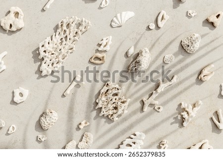Assorted natural Seashells and corals at sunlight, with palm leaf shadow, summer nature still life of shell, coral pieces on grey beige background, minimal style pattern, neutral color, top view